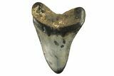 Fossil Megalodon Tooth - North Carolina #294536-2